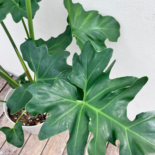 モンステラ＊セローム＊人気＊観葉植物寄せ植え アートフラワー bloom