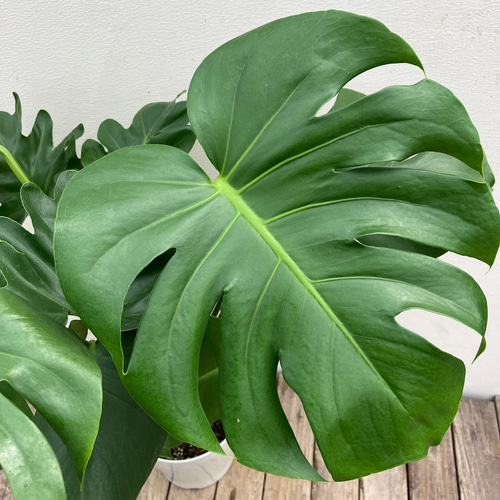 モンステラ＊セローム＊人気＊観葉植物寄せ植え アートフラワー bloom