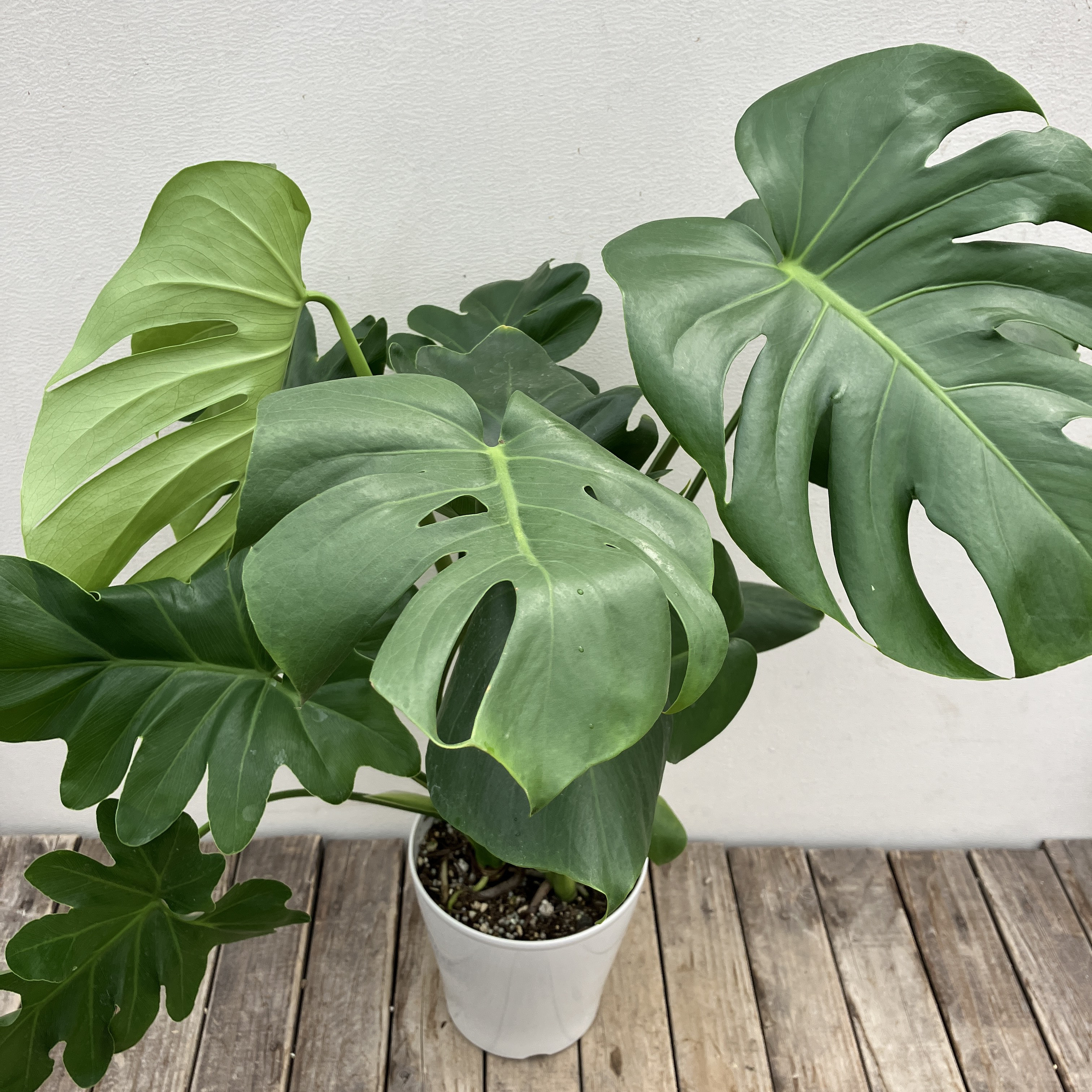 おまとめ2点　寄せ植え、斑入りモンステラmeroron＊mamaです。 送料無料】観葉植物ギフト モンステラおまかせ寄せ植え