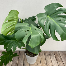 おまとめ2点　寄せ植え、斑入りモンステラmeroron＊mamaです。 おまとめ2点 寄せ植え、斑入りモンステラmeroron＊mama様専用