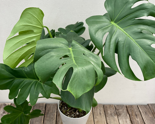 おまとめ2点　寄せ植え、斑入りモンステラmeroron＊mamaです。 ピンク斑入りモンステラ - 観葉植物 - 刺繍の入った鉢植え