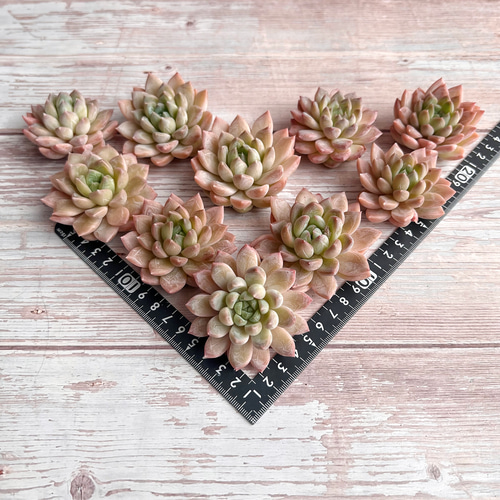 多肉植物 韓国苗 ♡yuiruna♡様 多肉植物 韓国苗 ♡yuiruna♡様