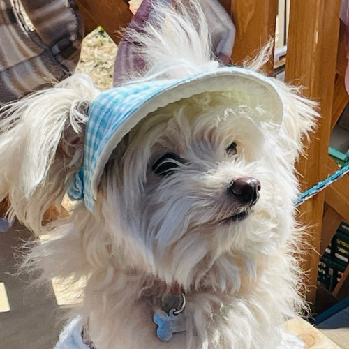 犬用帽子 オーダーメイド ギンガムチェック ミント 犬用サンバイザー