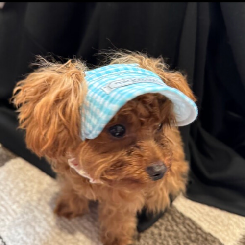 犬用帽子 オーダーメイド ギンガムチェック ミント 犬用サンバイザー