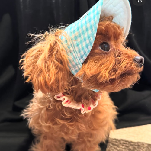 匿名希望　オーダー犬用帽子 犬用帽子 オーダーメイド ギンガムチェック ミント 犬用サンバイザー