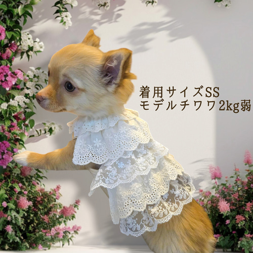 フリル付き白い服のチワワ 再販ペット服/S/白い妖精たっぷりレースフリルのピュアナチュラル