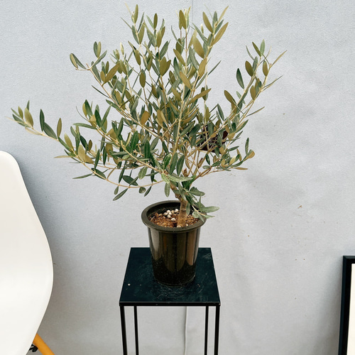 現品］♡かわいい♡2番 創樹 オリーブ ミッション 5号 観葉植物 小型