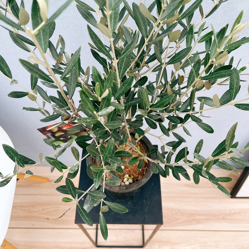 オリーブの木【ミッション】創樹SOUJU‼️大株‼️個性的樹形！高さ100◎ オリーブ ミッション 17【現品】観葉植物 大型 創樹 SOUJU 8号
