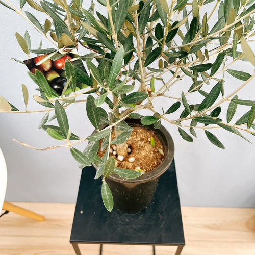 ゆな⑧ストレリチア ⑤オリーブの木souju「ミッション」2苗セット ゆな