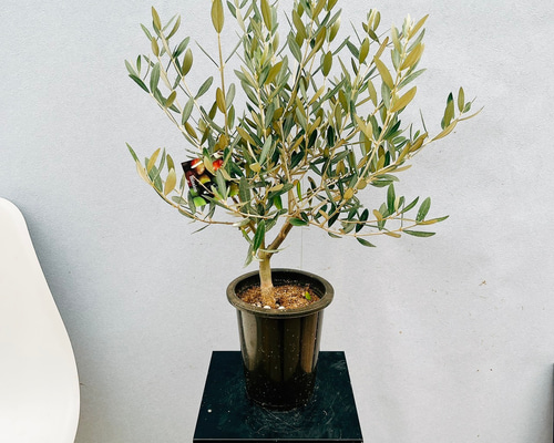 ゆな⑧ストレリチア　⑤オリーブの木souju「ミッション」2苗セット ゆな⑧ストレリチア ⑤オリーブの木souju「ミッション」2苗セット ゆな