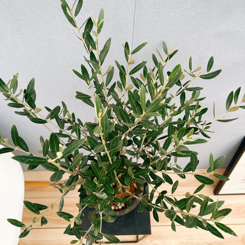 現品］♡かわいい♡2番 創樹 オリーブ ミッション 5号 観葉植物 小型