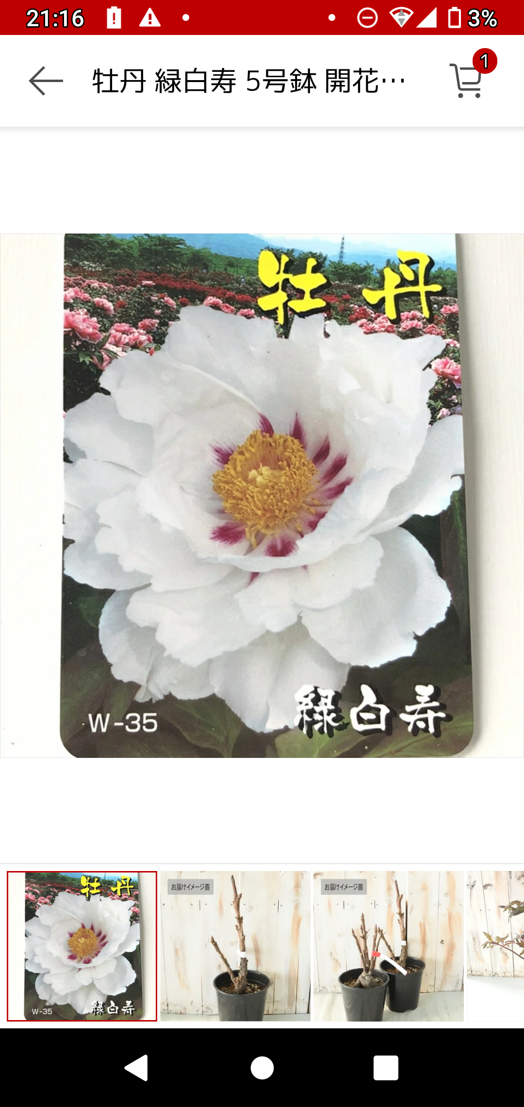 牡丹【 緑白寿】美しいホワイトの牡丹