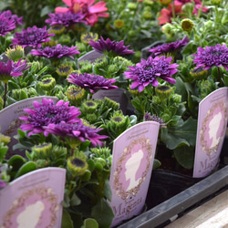 2025年最新品種 オステオスペルマム「プリンセスシリーズ-マジェンタ