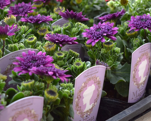 d0d09d66a479cc4f17e9cbf1bbd370