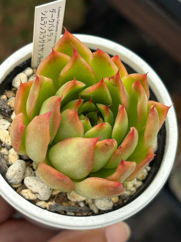 人気交配苗！☆ダークパメラ×シムランスラグナサンチェス 多肉植物