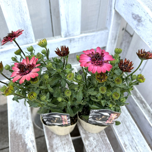 2025年最新品種 オステオスペルマム「ボンドガール カジノ・ロワイヤル