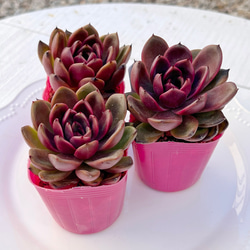 多肉植物 ブラックココ 韓国苗 多肉植物 pariʚ❤︎ɞtaniku