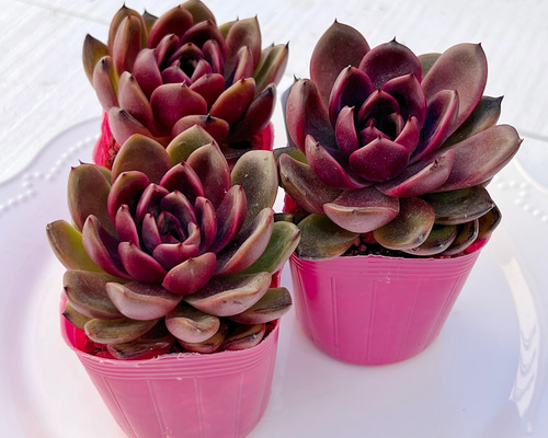多肉植物 ブラックピンク 韓国苗 多肉植物 pariʚ❤︎ɞtaniku