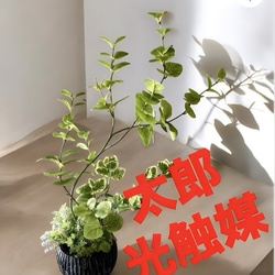 光触媒 人工観葉植物 ウォールグリーン フェイクグリーン デザイン