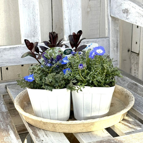 ブルー ネモフィラ」寄せ植え※寄せ植えセット 鉢花 寄せ植え