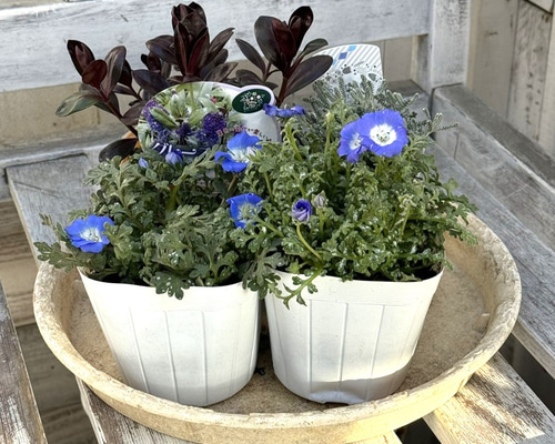 サワラ寄せ植え約30cm 青い鉢 1ced770092e645ff6c12007751241b