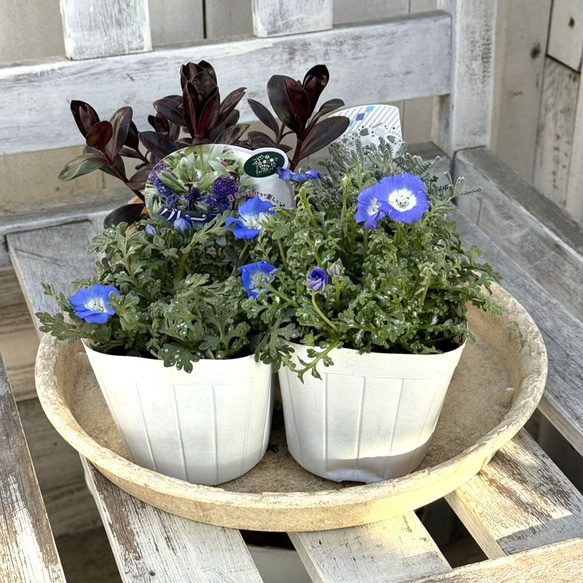 サワラ 'ブルー プラネット'(PVP)｜おぎはら植物園 サワラ寄せ植え約