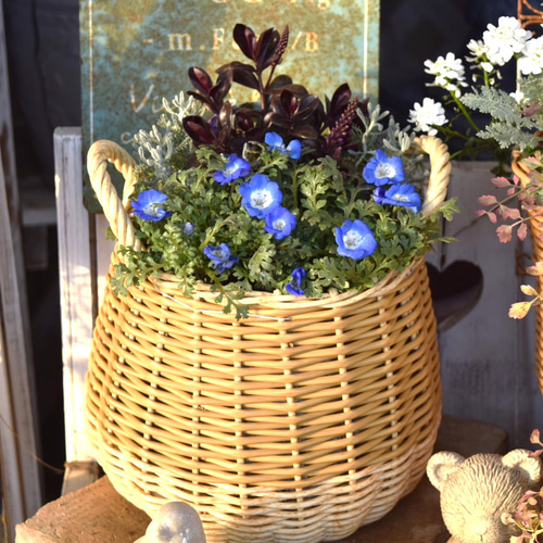 ブルー ネモフィラ」寄せ植え※寄せ植えセット 鉢花 寄せ植え