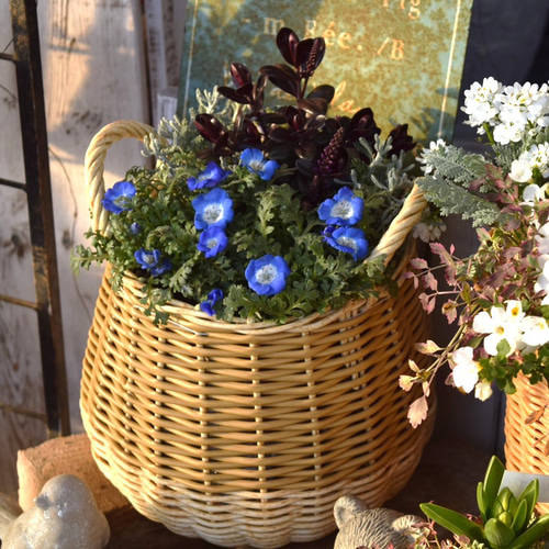 ブルー ネモフィラ」寄せ植え※寄せ植えセット 鉢花 寄せ植え