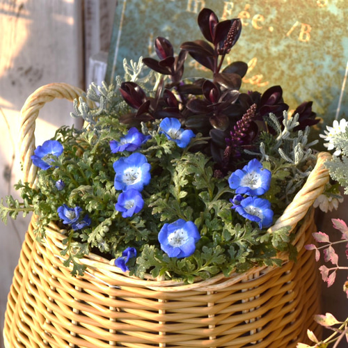 ブルー ネモフィラ」寄せ植え※寄せ植えセット 鉢花 寄せ植え
