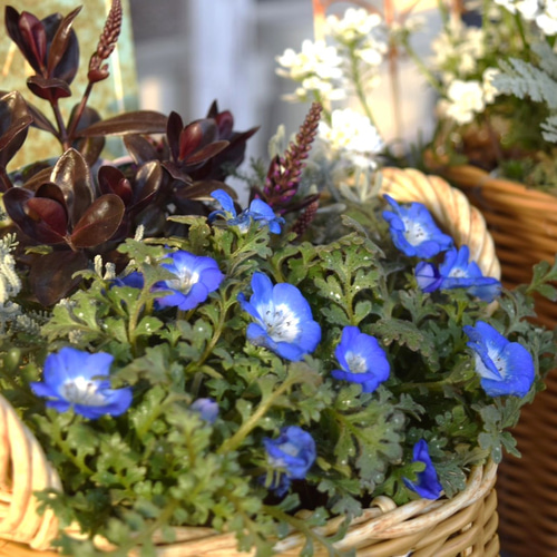 ブルー ネモフィラ」寄せ植え※寄せ植えセット 鉢花 寄せ植え