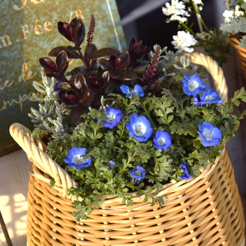 ブルー ネモフィラ」寄せ植え※寄せ植えセット 鉢花 寄せ植え