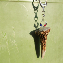 鹿の角（左右均等） 枝角 - Wikipedia