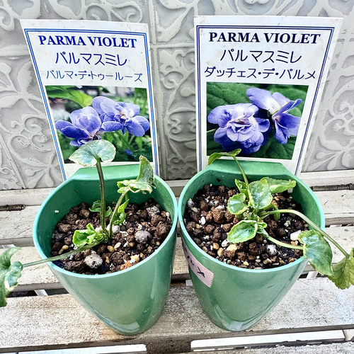 激レア❣️ 甘い香り　ダッチェス デ パルメ　パルマスミレ　ダブル咲き　苗　スミレ 激レア❣️ 甘い香り ダッチェス デ パルメ パルマスミレ ダブル咲き