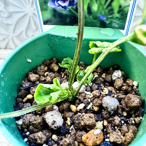 パルマスミレ レア2種Set ダッチェス デ パルメ パルマ・デ