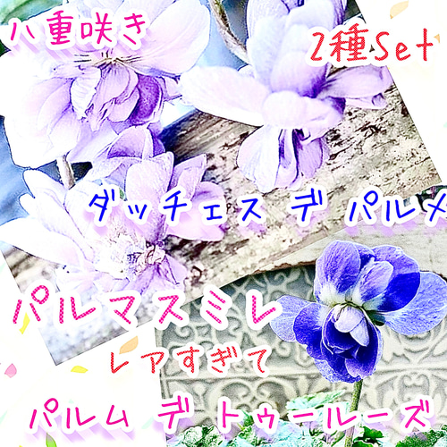 パルマスミレ レア2種Set ダッチェス デ パルメ パルマ・デ