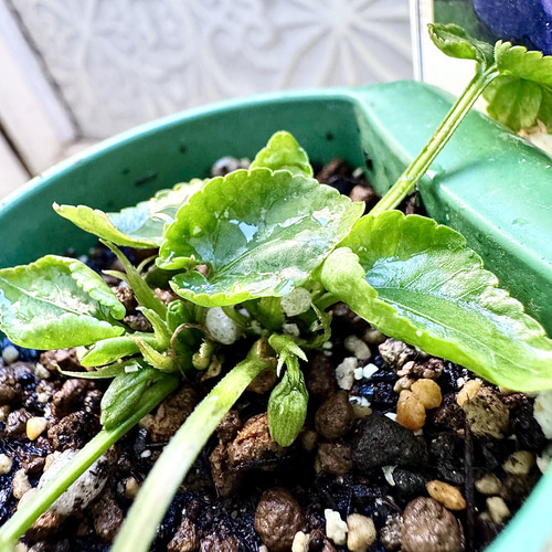 パルマスミレ レア2種Set ダッチェス デ パルメ パルマ・デ