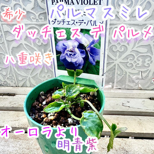 パルマスミレ レア2種Set ダッチェス デ パルメ パルマ・デ