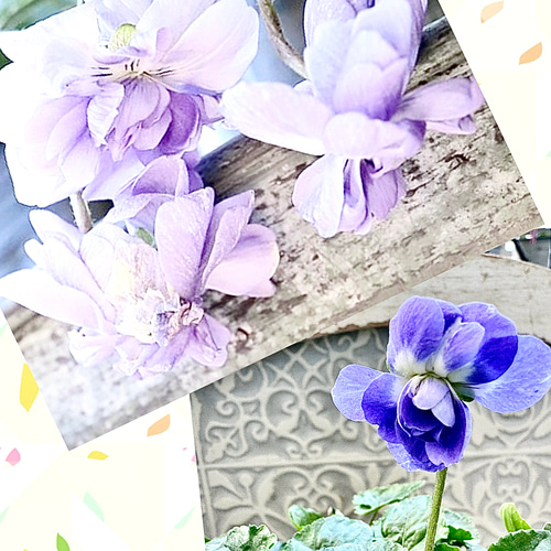 パルマスミレ レア2種Set ダッチェス デ パルメ パルマ・デ