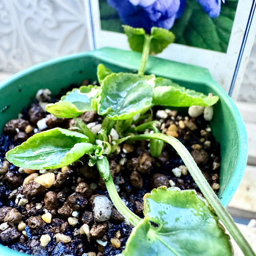 パルマスミレ レア2種Set ダッチェス デ パルメ パルマ・デ