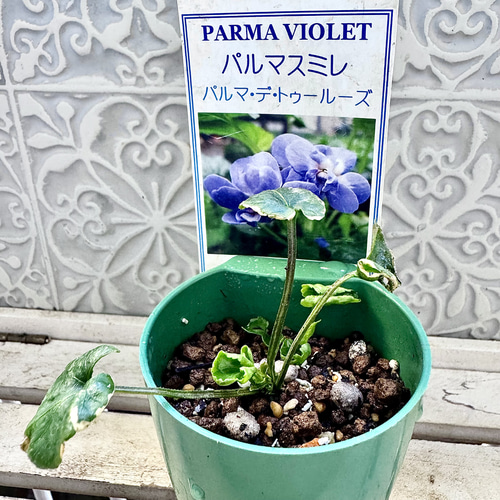 パルマスミレ レア2種Set ダッチェス デ パルメ パルマ・デ