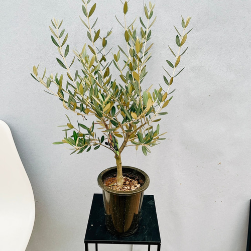 現品］♡かわいい♡ 31番 創樹 オリーブ ミッション 5号 観葉植物 小型 