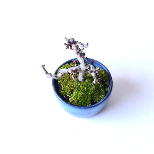 新春大特価！小品盆栽 長寿梅(赤花) 花芽付き 古木 ☆ 推奨品 ☆