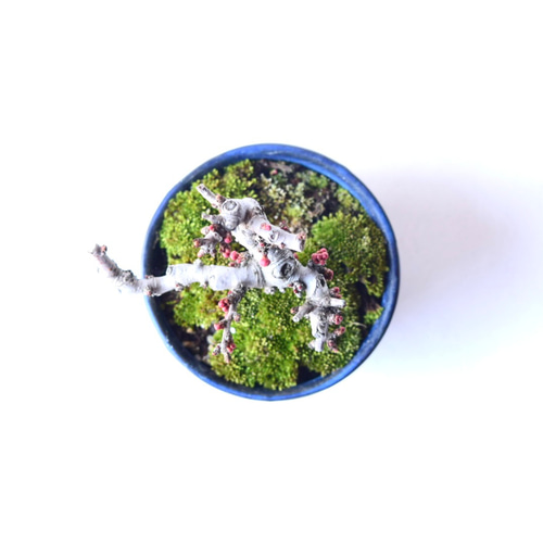 新春大特価！小品盆栽 長寿梅(赤花) 花芽付き 古木 ☆ 推奨品 ☆