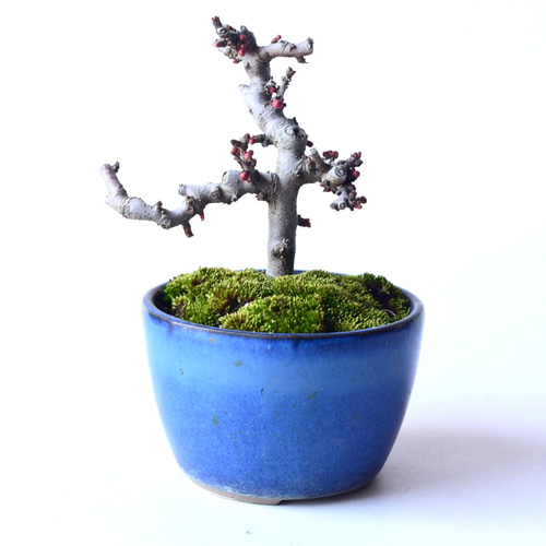 新春大特価！小品盆栽 長寿梅(赤花) 花芽付き 古木 ☆ 推奨品 ☆
