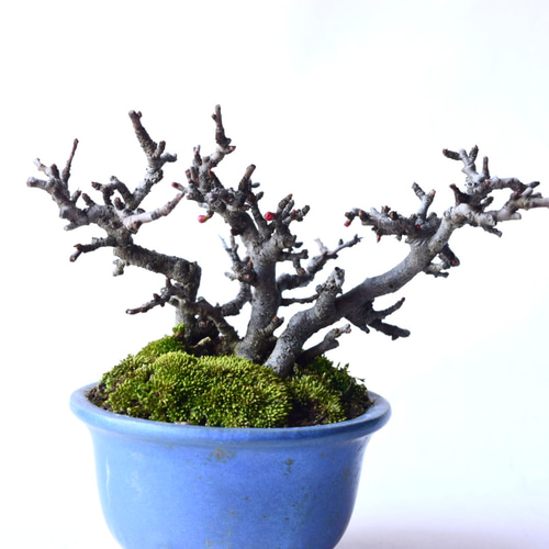 年に何度も開花】赤花長寿梅 no.85 盆栽 盆栽 盆栽やす 通販