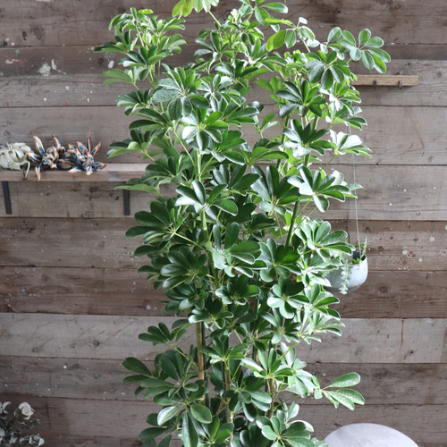 ホンコンカポック♡10号♡大苗♡観葉植物♡インテリア アートフラワー 