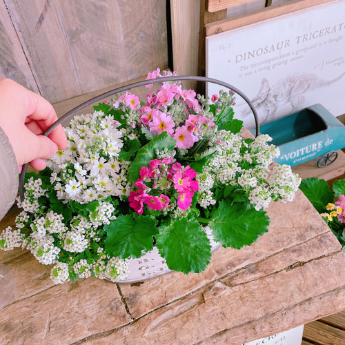 現品のみ！春の寄せ植え♡【サクラソウ3色寄せ植え】長く楽しめる