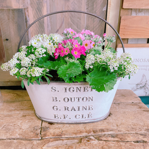 現品のみ！春の寄せ植え♡【サクラソウ3色寄せ植え】長く楽しめる