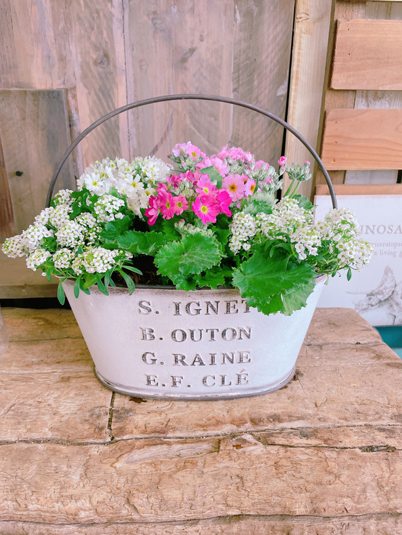 現品のみ！春の寄せ植え♡【サクラソウ3色寄せ植え】長く楽しめる