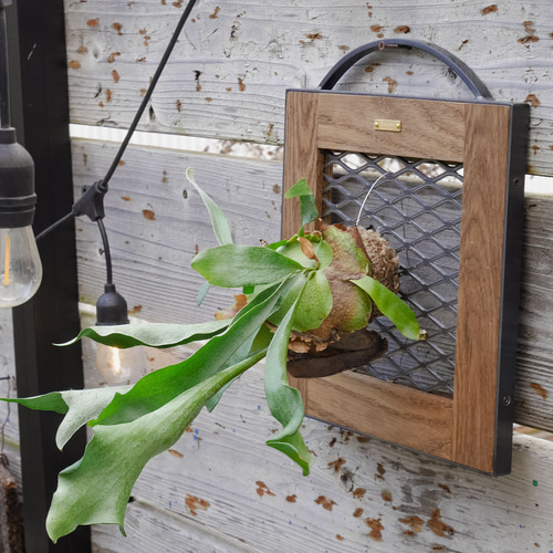 送料無料／[E.E Flame Rack]ビカクシダ着生板 コウモリラン 板付け